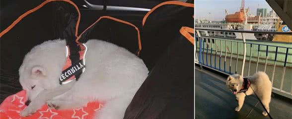 自驾带狗子出门需要注意什么？