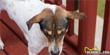 犬护食别惯着，送你几招最走心的护食训练法，给狗喂饭妥妥的