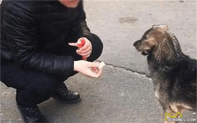 狗狗用餐时争食？经过用餐礼节的训练，让狗子变得“绅士点”