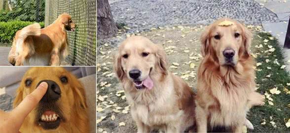 陌生人不要随便摸金毛犬的这些部位，脾气再好也会咬你