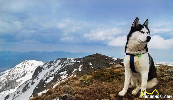 哈士奇犬有哪些独特的性格特点，为什么让人欢喜让人愁？