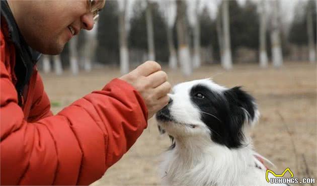 狗狗挑食的毛病不能惯，弄清挑食的原因，才能纠正这坏习惯