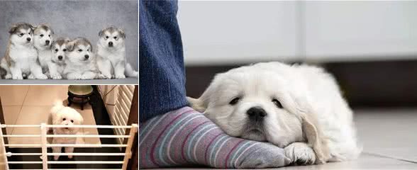 如何训练狗狗定点排泄，你想知道吗？这个方法太灵了