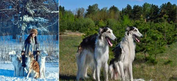 世界名犬之俄罗斯大奔—苏俄牧羊犬