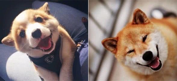 要是你家狗狗能做出这些行为，一定得好好奖励它