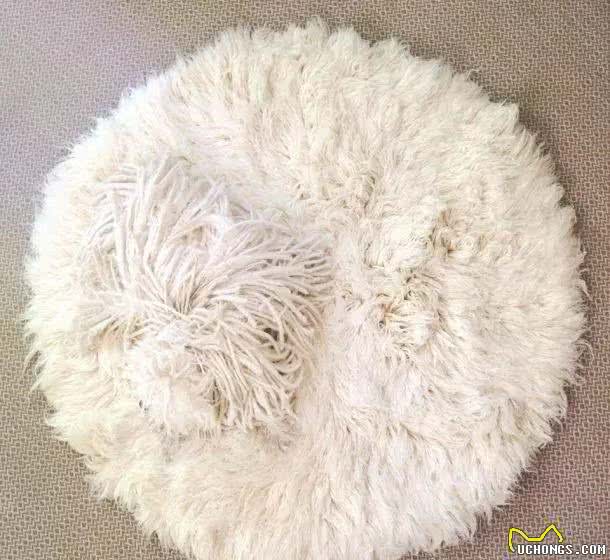 PULI—史上最奇怪的狗