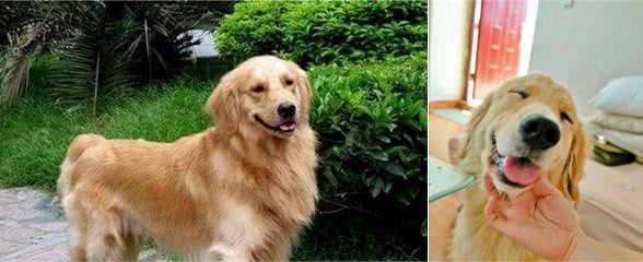 饲养金毛犬的6大“危害”，看完后你还敢养吗