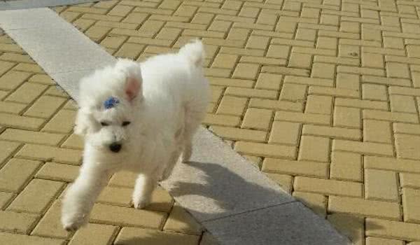贵宾犬毛不卷曲？看看你家狗是不是处于尴尬期，慢慢会卷起来的！