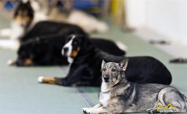 狗狗怎么教也不听话！训犬师问了一句：你正确训练了吗？