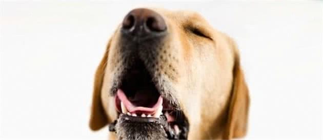 如何处置犬过敏问题