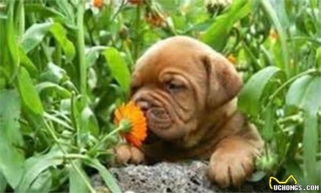 如何处置犬过敏问题