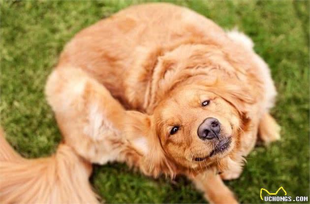 如何处置犬过敏问题