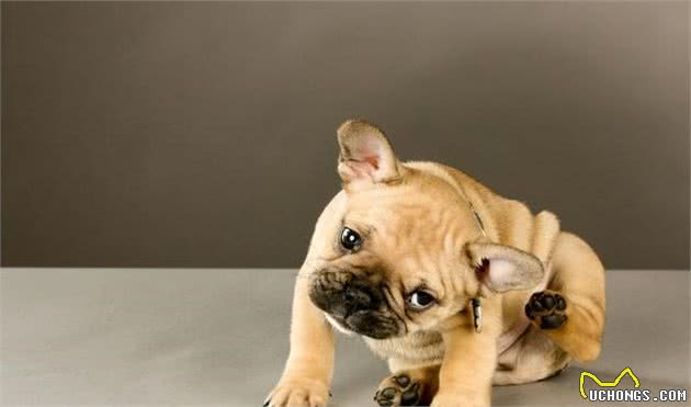 如何处置犬过敏问题