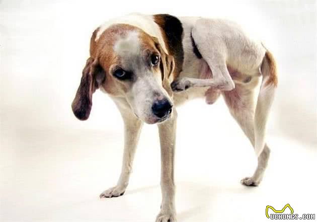 如何处置犬过敏问题