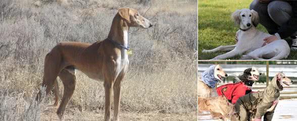 萨路基猎犬出生地萨路基犬原产中东地区伊朗