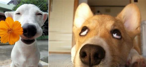 狗狗腹泻的常见原因有哪些？