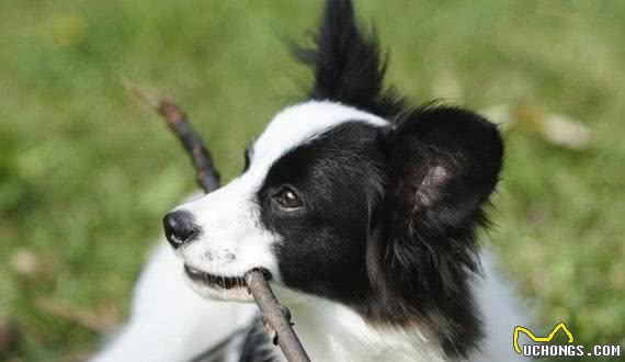 贵妇们的小猎犬—蝴蝶犬