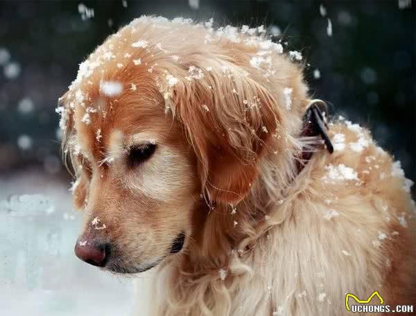 对于老年犬，我们该如何饲养？