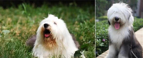 养一只古代牧羊犬的条件，先把这些注意好