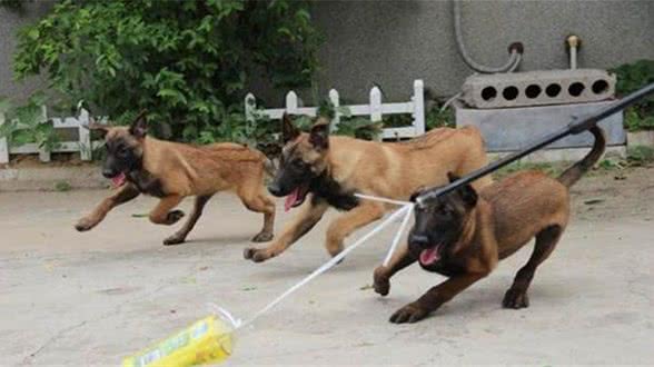 科学饲养马犬的方法健康饲养比利时马里努阿犬
