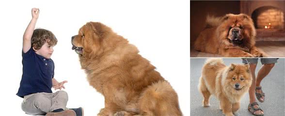 松狮犬很忠诚，饲养的人却很少，原因有7个，体臭只是其中一个