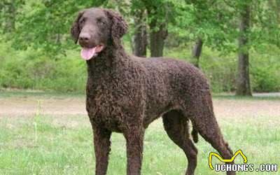你看过一只由泰迪和拉布拉多结合的犬种吗？