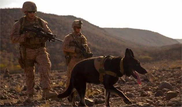 中华狼犬中，它们被称为狼犬四重奏，其中它因历史问题，被人排斥