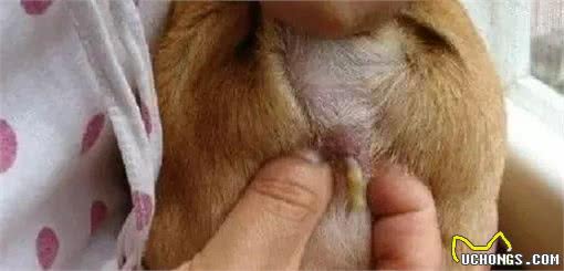 狗狗体味重的6大原因，你不知道的有几个？