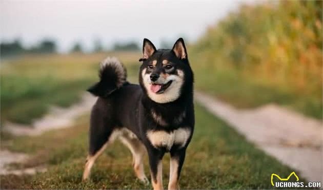 只知道秋田犬和柴犬？你可能还不了解日本的汪星人哦~