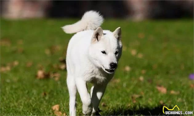 只知道秋田犬和柴犬？你可能还不了解日本的汪星人哦~