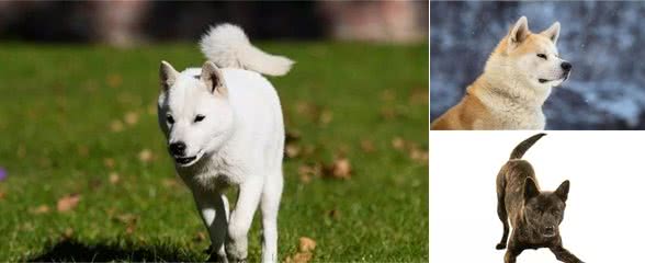 只知道秋田犬和柴犬？你可能还不了解日本的汪星人哦~