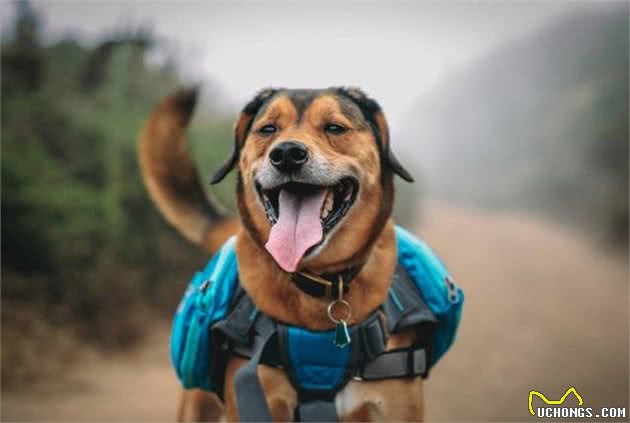 狗狗精力旺盛到拆家？带它去登山吧！消耗狗狗体能还能补钙