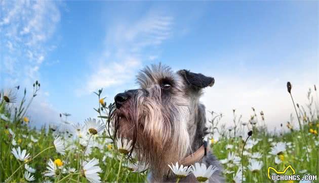 雪纳瑞犬“刚到家”，这些初级错误一定不能犯，别让无知害了狗狗