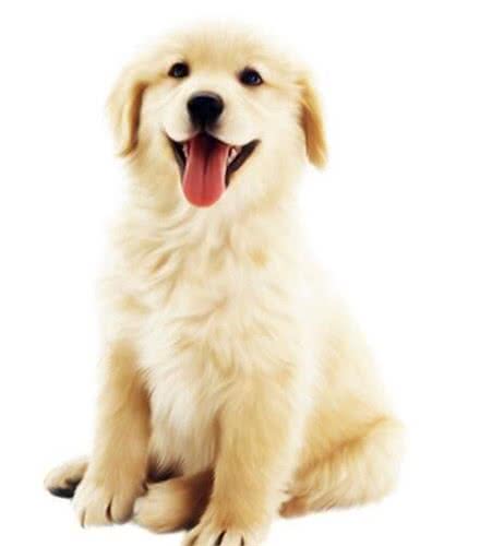 狂犬病能治好吗狂犬病的早期症状有哪些