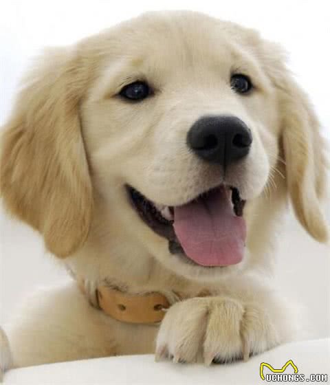 狂犬病能治好吗狂犬病的早期症状有哪些