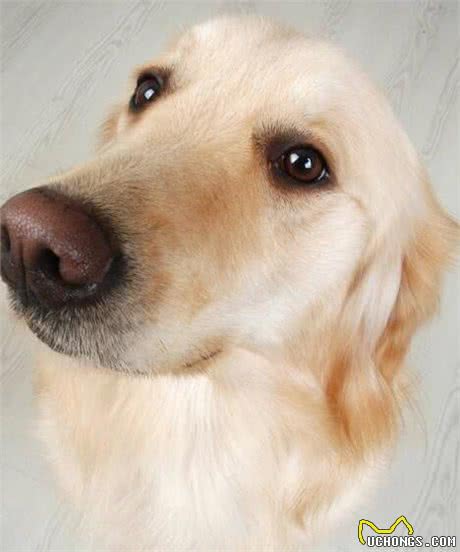 狂犬病能治好吗狂犬病的早期症状有哪些