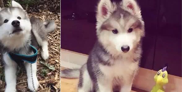 家里想养只哈士奇犬，教大家怎么养二哈