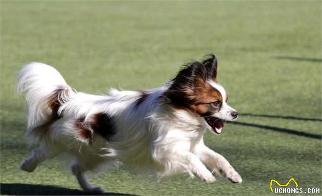 今生，一定得养一只蝴蝶犬