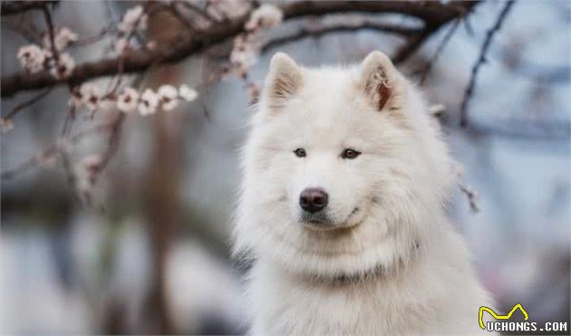 银狐犬外貌虽然漂亮，但在饲养前一定得了解它的特点！