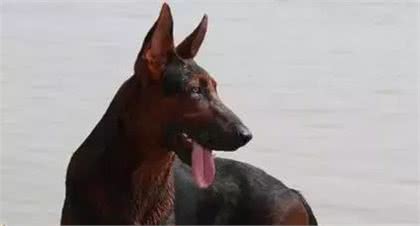 浅谈“莱州红犬”
