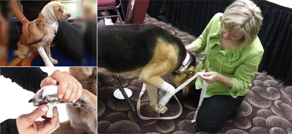 犬受伤了，要是是你的狗要怎么救？要是是流浪狗该怎么办？