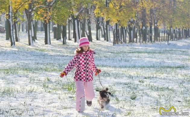 雪纳瑞犬的优点&缺陷大放送，这样的雪纳瑞犬，你想养一只吗？