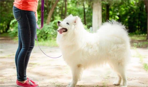 训练萨摩耶犬的“黄金时期”，主人不要错过，教几回它就会了！