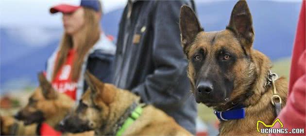 马犬血统是否纯正，这3点精髓，让你成为马犬专家