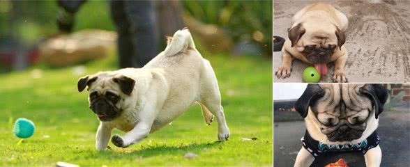 饲养巴哥犬的5大禁忌，别因疼爱而害了你的爱犬