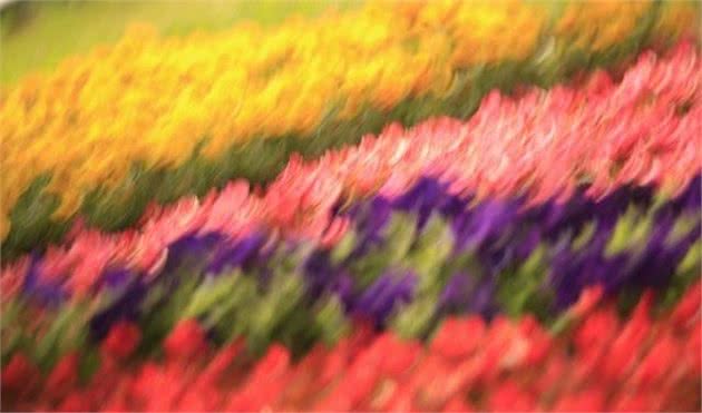 骂狗眼看人低的时候,或许你还不知道狗能是色盲和近视眼