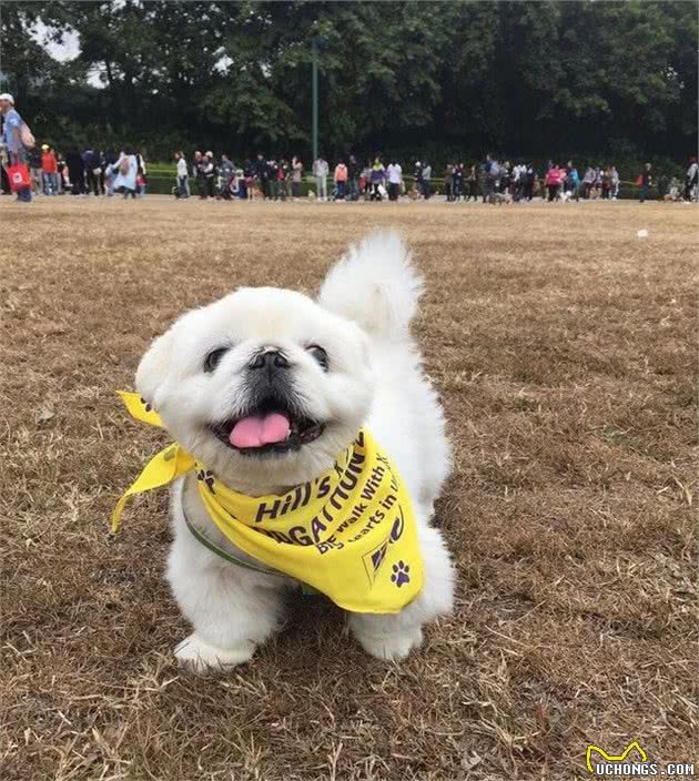 夏天不止要预防犬中暑，还要注意它的脚垫，你没发现都烤红了？