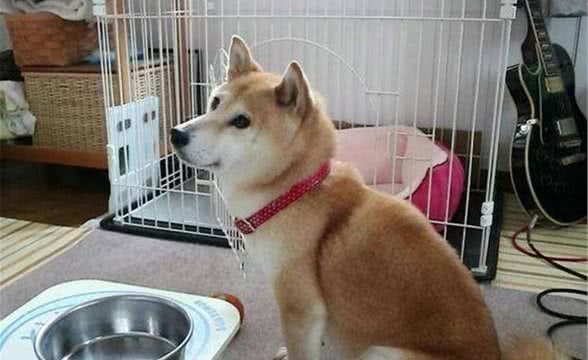 柴犬吃什么犬粮好？