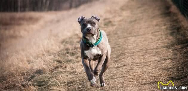 美国斯塔福德郡猎犬，曾经作为斗犬的它们，现在成了优秀的宠物