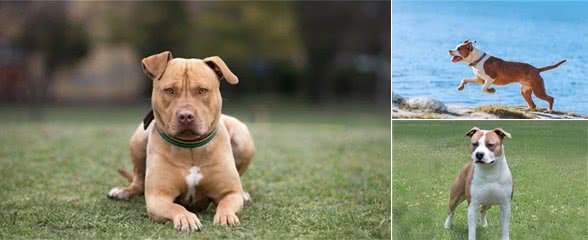 美国斯塔福德郡猎犬，曾经作为斗犬的它们，现在成了优秀的宠物